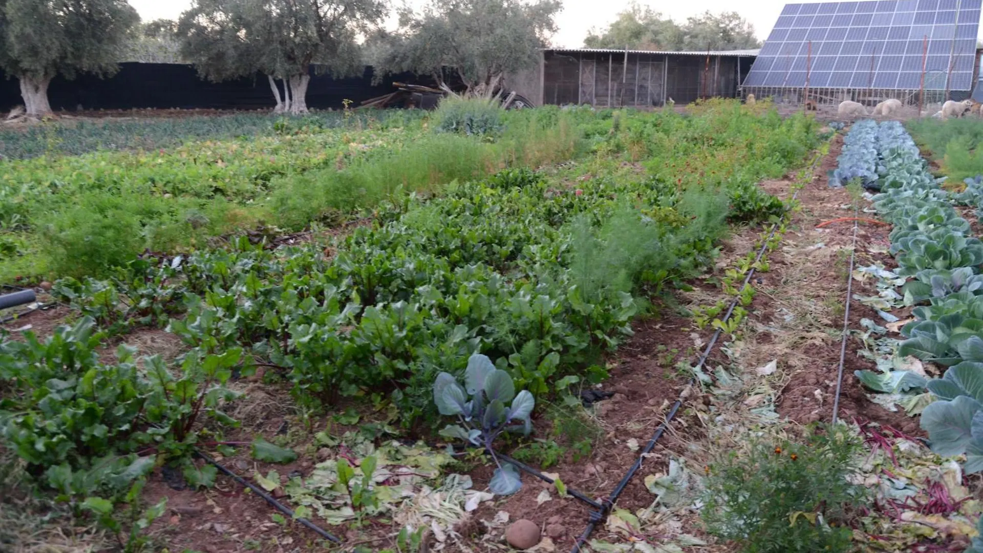 Hotel Eco Farm Tayssir Marrakech Ait Sidi Daoud Maroko