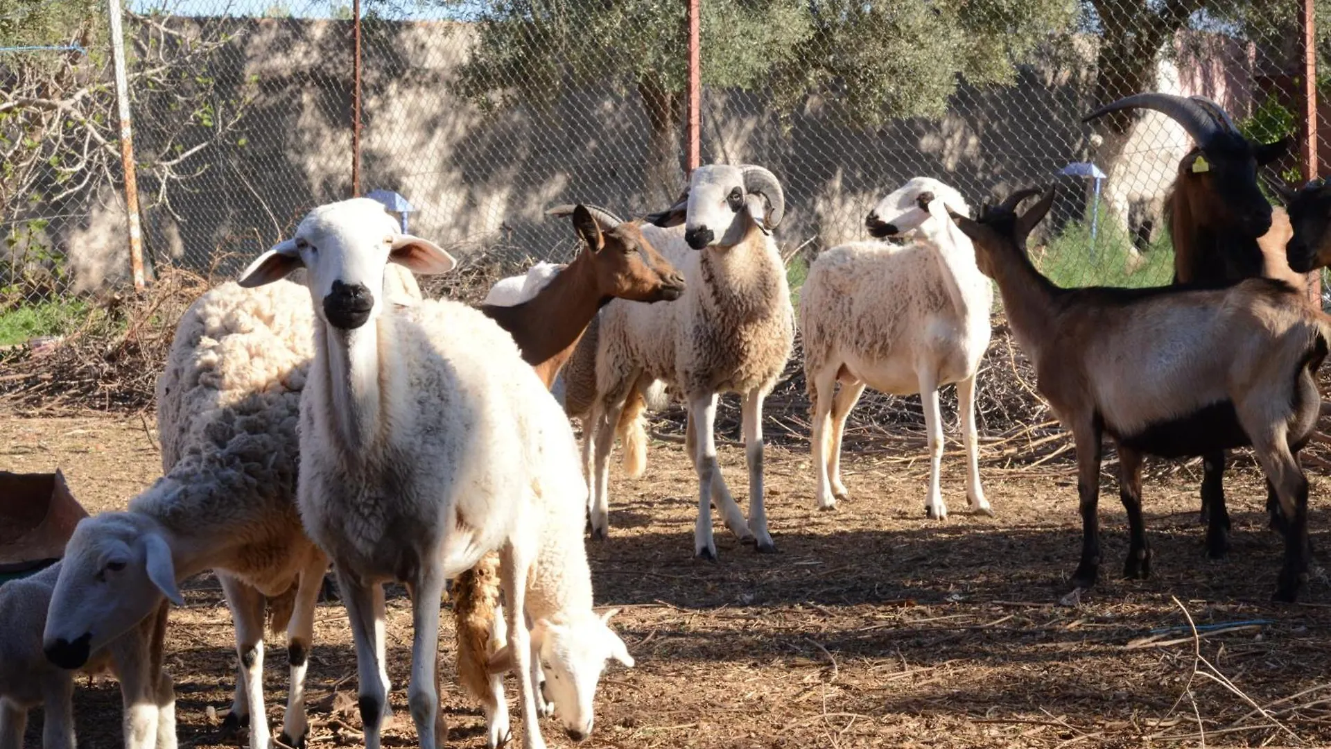 Eco Farm Tayssir Marrakech Hotel Ait Sidi Daoud Morocco