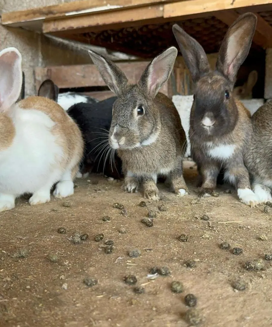 Eco Farm Tayssir Marrakech Hotel Ait Sidi Daoud Morocco